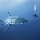 Flower. Projekt z dziedziny Trad, c i jna ilustracja użytkownika Michaël Vicedo - 03.02.2022