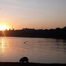 Capivara. Photograph project by Silvonei Chagas - 02.04.2022