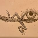 My project in Surrealistic Fineliner Illustration course . % abebe tarafından hazırlanan Geleneksel illüstras, on, Kalem Çizimi, Çizim, Gerçekçi Çizim, Sanatsal Çizim, Mürekkep İllüstras, Ve onu projesi - 02.06.2021