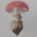Mi Proyecto del curso: Ilustración de elementos naturales en acuarela. Ilustração tradicional, Pintura em aquarela e Ilustração naturalista projeto de miriam_him - 06.02.2022