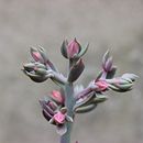 Desde el jardín Ein Projekt aus dem Bereich Fotografie von Silvina Errezarret - 07.02.2022