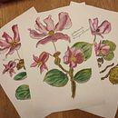 begonia semperflorens. Projekt z dziedziny Trad, c i jna ilustracja użytkownika Gabriela Minorka - 09.02.2022