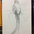 Quetzal de hojas. Ilustração tradicional, Desenho a lápis, Desenho, Desenho artístico, Ilustração naturalista, e Desenho com lápis de cor projeto de Carmen Miranda Vargas - 12.02.2022