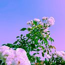 Nature . % Josefina Bertora tarafından hazırlanan Fotoğrafçılık, Geleneksel illüstras, Ve on projesi - 02.12.2022