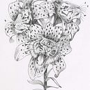 My project in Surrealistic Fineliner Illustration course Ein Projekt aus dem Bereich Traditionelle Illustration, Bleistiftzeichnung, Zeichnung, Realistische Zeichnung, Artistische Zeichnung, Illustration mit Tinte und Naturalistische Illustration von Emily Whittingham - 14.02.2022