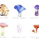 Untitled 1 (Grace Kelly). Un projet de Illustration traditionnelle, Illustration botanique, Aquarelle, Peinture et Illustration naturaliste de Rune Davino-Collins - 14.02.2022