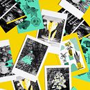 Alga Visual Lab postcards series. Graphic Design, Traditional illustration, Floral, Plant Design, Collage, T, and pograph project by Hekla Studio - 02.16.2022