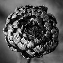 My project in Expressive Black and White Photography with Natural Light course. Photograph, Photo Retouching, Portrait Photograph, Photographic Lighting, and Studio Photograph project by Daniel Taylor - 02.20.2022