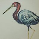 A garça. Ilustração tradicional, Pintura em aquarela, Desenho realista e Ilustração naturalista projeto de Christiane Fragoso - 21.02.2022