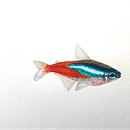 My project in Marine Universe Illustration in Watercolor course - neon tetra Ein Projekt aus dem Bereich Traditionelle Illustration, Malerei, Aquarellmalerei und Naturalistische Illustration von Melanie Zurba - 06.02.2022
