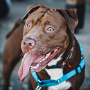Mi Proyecto del curso: Fotografía lifestyle de perros. Projekt z dziedziny Fotografia, Fotografia portretowa, Fotografia na Instagram, Fotografia dokumentalna,  Fotografia lifest i le użytkownika Yael Hidalgo - 23.02.2022