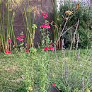 Mi jardín. Een project van Fotografie van hmjoel - 24.02.2022