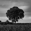 En los campos de Agave . % Valeria Cortez tarafından hazırlanan Fotoğrafçılık projesi - 02.24.2022