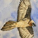 Gyapète Barbu. Ilustração tradicional, Pintura em aquarela, Desenho realista e Ilustração naturalista projeto de VAL - 25.02.2022