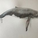 My project in Naturalist Illustration Techniques: Whales in Watercolor course . Ilustrasi tradisional, Desain Poster, Ilustrasi Digital, Dan Manga proyek oleh Clarissa - 03.01.2022