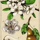 Mój projekt z ilustracji botanicznej: kurs „Od notatnika do wydruku”. Projekt z dziedziny Trad, c, jna ilustracja, Sketching,  R, sunek, R, sunek botaniczn, Sketchbook,  R i sunek atramentem użytkownika Zany Jenda - 01.03.2022