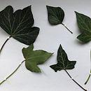 Mein Kursprojekt: Realistische botanische Zeichnungen in Aquarell "Ivy" Ein Projekt aus dem Bereich Design, Traditionelle Illustration, Bildende Künste, Malerei, Aquarellmalerei und Botanische Illustration von watercolorpassionart - 03.03.2022