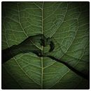 ✦ chlorophyll ✦ Ein Projekt aus dem Bereich Design, Blumen- und Pflanzendesign, Digitales Design und Fotografie von Nahir Esper - 07.10.2019