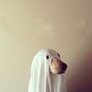 El perro, el fantasma y el ladrido. Un progetto di Scrittura, Stor, telling, Narrativa, Scrittura di narrativa fiction e Scrittura creativa di Mauricio M. Sánchez - 04.03.2022