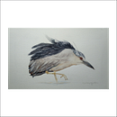 Mi Proyecto del curso: Acuarela naturalista con expresión y personalidad. Projekt z dziedziny Trad, c, jna ilustracja, Malowanie akwarelą, Ilustracja naturalist i czna użytkownika Ivany Argueta - 05.03.2022
