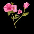 Meu projeto do curso: Ilustração botânica com aquarela . % juliamaior tarafından hazırlanan Geleneksel illüstras, on, Güzel sanatlar, Tablo, Çizim, Sulubo, a Resim, Botanik İllüstras, Ve on projesi - 02.03.2022