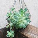 Terrario . Un projet de Design d'intérieur de Josefina Pompei - 04.03.2021