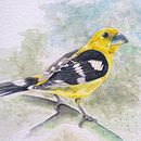 Mi Proyecto del curso: Acuarela artística para ilustración de aves. Un proyecto de Ilustración tradicional, Pintura a la acuarela, Dibujo realista e Ilustración naturalista				 de Alfredo Esteban Salazar Borja - 06.03.2022