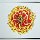 My project in Botanical Sketchbooking: A Meditative Approach course. Een project van Traditionele illustratie,  Schetsen,  Tekening, Aquarelschilderen,  Botanische illustratie y Sketchbook van Taylor Jansen - 06.03.2022
