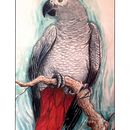 Cenerino. Een project van Traditionele illustratie, Aquarelschilderen, Realistische tekening y Naturalistische illustratie van Matteo Macchi - 06.03.2022