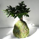 Mon projet du cours : Kokedama : créez un pot naturel avec de la mousse . Un projet de Artisanat, Design d'intérieur, Pa, sagisme, Décoration, DIY , et Art floral et végétal de Clarisse Grosset - 06.03.2022