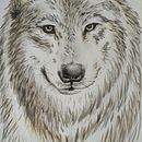 Proyecto: LOBO, acuarelas + grafito b + lapiza cafe + estilografos 0.5 y 0.05. Traditional illustration, Fine Arts, Watercolor Painting, and Naturalistic Illustration project by Samira Ahmeti - 03.07.2022
