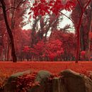 Cenizas de Cocha. Un proyecto de Fotografía, Retoque fotográfico, Fotografía digital, Fotografía en exteriores, Fotografía arquitectónica y Teoría del color de Rodrigo Ledezma Silva - 07.03.2022