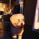 Mi Proyecto del curso: Introducción a la fotografía digital. Fotografia, e Fotografia digital projeto de Nicole Berno - 08.03.2022