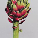 Variedades . Ilustrație tradițională de Daniela Salazar Sepúlveda - 03.10.2022