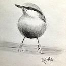 Mi Proyecto del curso: Acuarela artística para ilustración de aves. Een project van Traditionele illustratie, Aquarelschilderen, Realistische tekening y Naturalistische illustratie van Lleysa Mesa - 11.03.2022