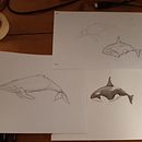 Whales painting in progress. Un proyecto de Ilustración tradicional e Ilustración naturalista				 de lyse_bxl - 12.03.2022