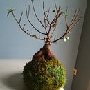 My project for course: Kokedamas: Create Natural Moss Pots . Un projet de Artisanat, Design d'intérieur, Pa, sagisme, Décoration, DIY , et Art floral et végétal de Stephanos Anastassakis - 13.03.2022