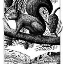 Ardilla con plumilla y tinta. Un proyecto de Bocetado, Dibujo, Dibujo artístico, Sketchbook, Ilustración con tinta e Ilustración naturalista				 de Josep Ramon Roy - 14.03.2022