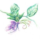 Il mio progetto del corso: Disegno botanico realistico ad acquerello. Un projet de Design , Illustration traditionnelle, Beaux Arts, Peinture, Aquarelle, Illustration botanique , et Créativité de Martina Scarlata - 15.03.2022