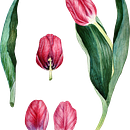 Il mio progetto del corso: Illustrazione botanica con acquerello tulipani . Ilustração tradicional, Artes plásticas, Pintura, Desenho, Pintura em aquarela e Ilustração botânica projeto de carola_minazzi - 15.03.2022
