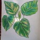 Loose Botanical Sketches: Mixed Media . % Francesca Nicole Torres tarafından hazırlanan Geleneksel illüstras, Ve on projesi - 03.18.2022