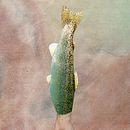 Sirenas Video. Film, Video, TV, Animation, and Collage project by Johnattan Ríos Valencia - 02.24.2019