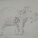 Elephant Sketch  Ein Projekt aus dem Bereich Traditionelle Illustration von etchedbyfaith - 20.03.2022