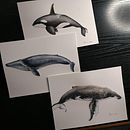 Il mio progetto del corso: Tecniche di illustrazione naturalistica: balene ad acquerello. Een project van Traditionele illustratie,  Beeldende kunst, Schilderij,  Schetsen,  Creativiteit, Tekening met potlood,  Tekening, Aquarelschilderen, Realistische tekening y Naturalistische illustratie van Stefania Ciucani - 20.03.2022