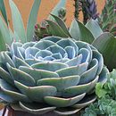 Mi Proyecto del curso: Introducción a la fotografía digital. Un proyecto de Fotografía y Fotografía digital de Claudia Letona - 20.03.2022