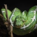 Macro photography of animals. Fotografia projeto de Thomas Salas Dual - 24.03.2022