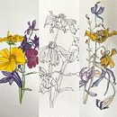 Beautiful Decay . Botanical Illustration project by Barbara Ewing - 03.25.2022