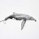 Ballena Jorobada Acuarela . Pictură în acuarelă de Lidia Villar Vázquez - 03.28.2022