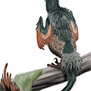 Acheroraptor. Un progetto di Illustrazione tradizionale, Illustrazione digitale e Illustrazione naturalistica di Carlos - 28.03.2022