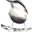 My project for course: Artistic Watercolor Techniques for Illustrating Birds. Un progetto di Illustrazione tradizionale, Pittura ad acquerello, Disegno realistico e Illustrazione naturalistica di Zuzana - 29.03.2022
